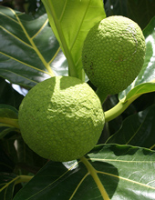 breadfruit