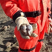 person holding fossil