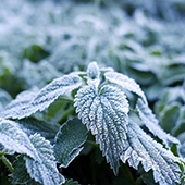 frost on leaves