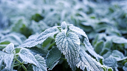 frost on leaves