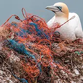 Bird with plastic pollution