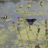 thistle and butterflies