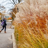Student on campus with grasses