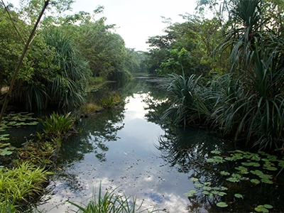 Sri Lanka’s Wetlands Are the ‘Lungs and Kidneys’ that Can Save Its ...