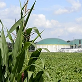 cornfield