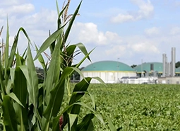 cornfields