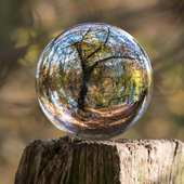 tree inside a glass orb