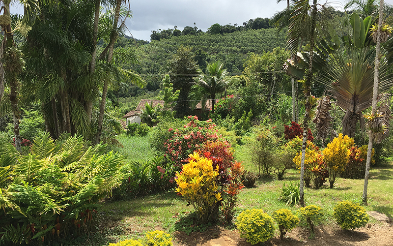 colorful tropical forest scenery with many different kinds of foilage