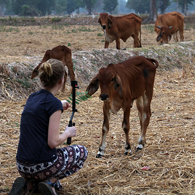 person feeding calves