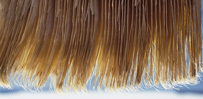 Baleen plates