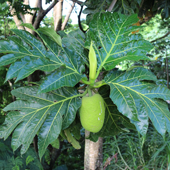Breadfruit tree