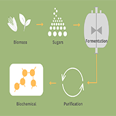 fermentation diagram