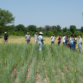 Kernza®, a perennial wheat, grows in a field research site in Mettawa, Illinois at the Kurtis Conservation Foundation.